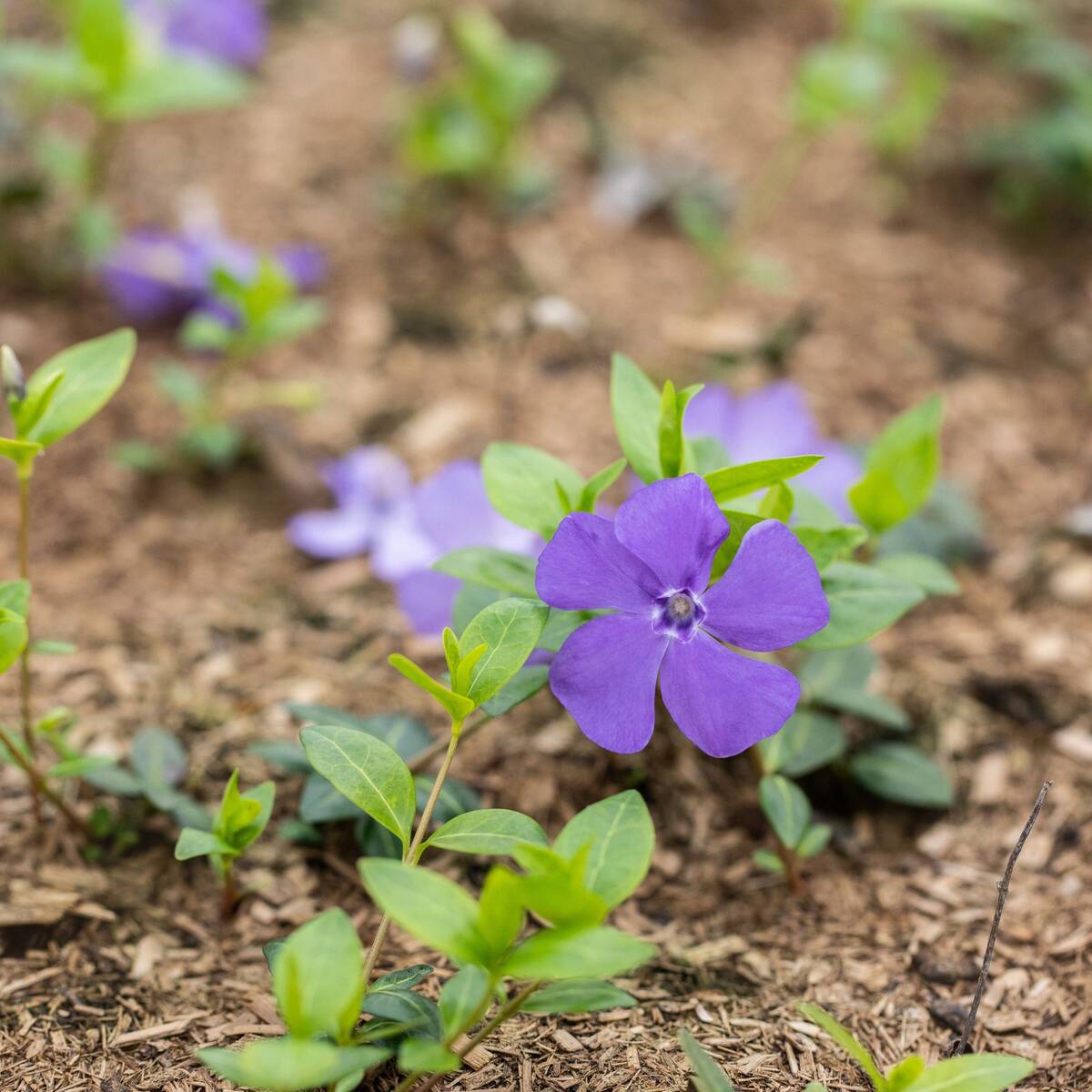 Kleines Immergrün 'Bowles Cunningham' (Vinca minor 'Bowles Cunningham') - Grün - winterhart | Bild 2