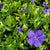 Kleines Immergrün 'Ralph Shugert', 6er-Set (Vinca minor 'Ralph Shugert' ) - Violett - immergrün - winterhart | Bild 1