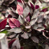 Kleines Papageienblatt - Pink | Bild 1