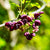 Klettergurke (Akebia quinata) - Rosa | Bild 1