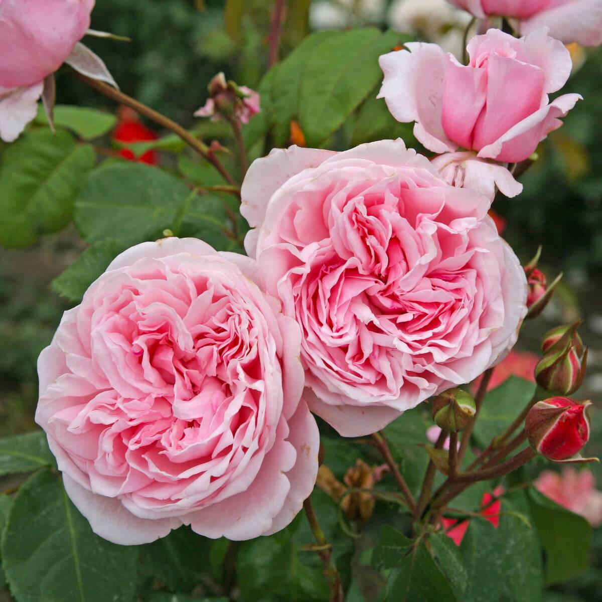 Kletterrose 'Kiss me Kate®' (Rosa Hybriden 'Kiss me Kate®') - Rosa | Bild 1