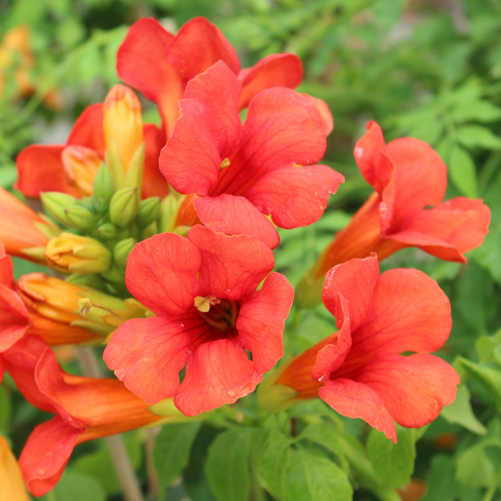 Klettertrompete 'Fire Trumpet®' (Campsis hybride 'Fire Trumpet®') - Rot - winterhart | Bild 1