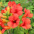 Klettertrompete 'Fire Trumpet®' (Campsis hybride 'Fire Trumpet®') - Rot - winterhart | Bild 1