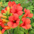 Klettertrompete 'Fire Trumpet®' (Campsis hybride 'Fire Trumpet®') - Rot - winterhart | Bild 1