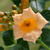 Klettertrompete 'Flava' (Campsis radicans 'Flava') - Gelb - sommergrün - winterhart | Bild 1