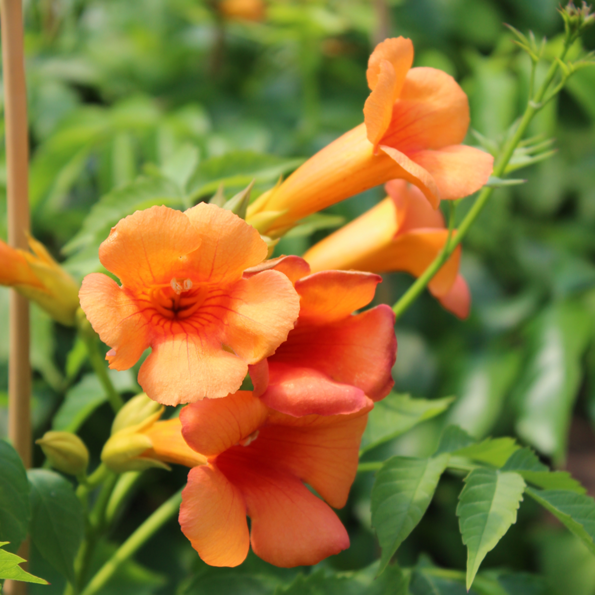 Klettertrompete 'Golden Trumpet®' (Campsis hybride 'Golden Trumpet®') - Rot - sommergrün - winterhart | Bild 1
