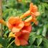 Klettertrompete 'Golden Trumpet®' (Campsis hybride 'Golden Trumpet®') - Rot - sommergrün - winterhart | Bild 1