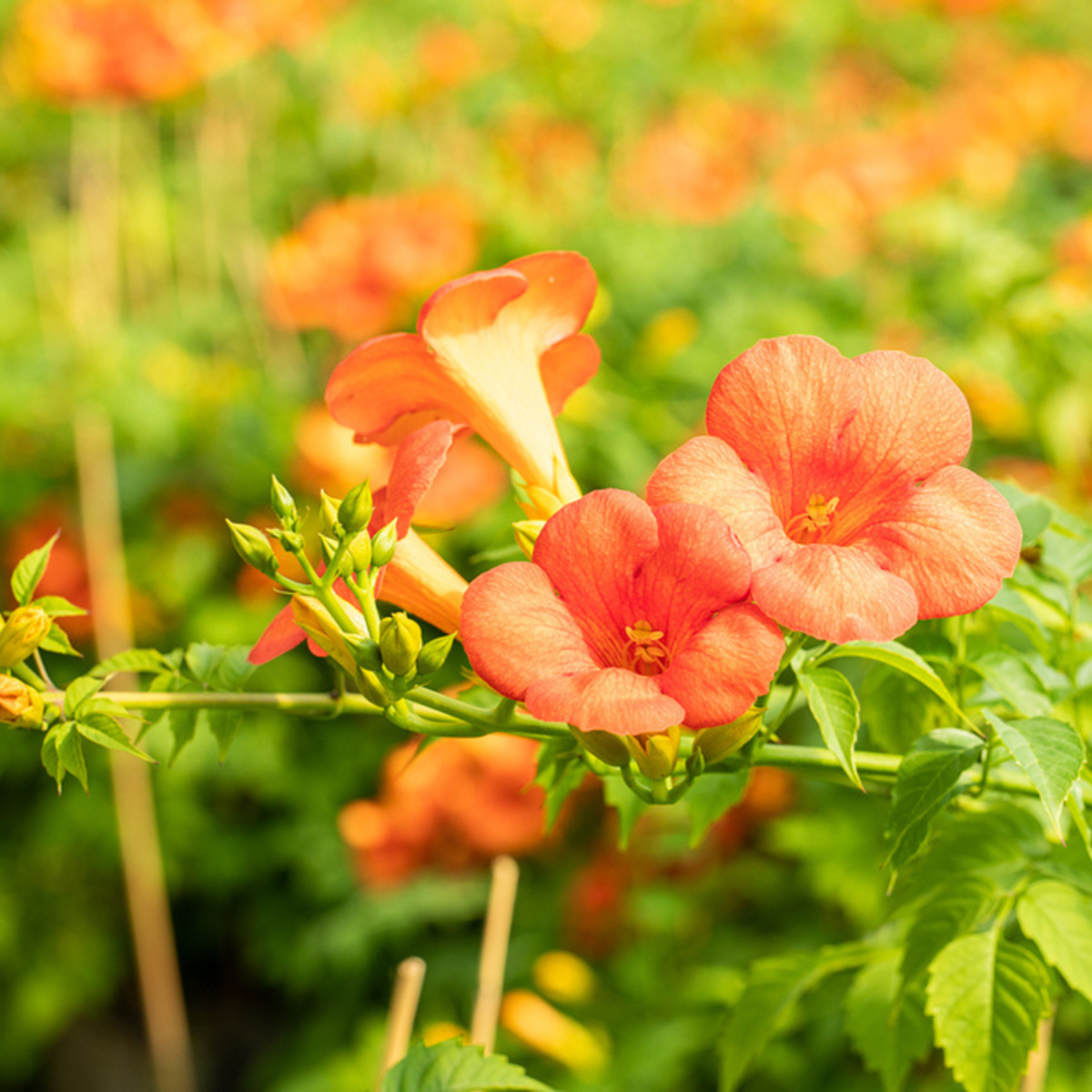 Klettertrompete 'Grandiflora' (Campsis hybride 'Grandiflora') - Orange - winterhart | Bild 1