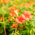 Klettertrompete 'Grandiflora' (Campsis hybride 'Grandiflora') - Orange - winterhart | Bild 1