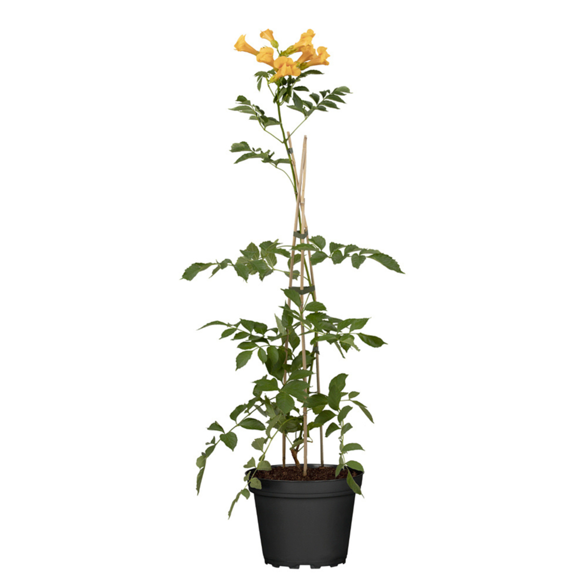 Klettertrompete 'Grandiflora' (Campsis hybride 'Grandiflora') - Orange - winterhart | Bild 2