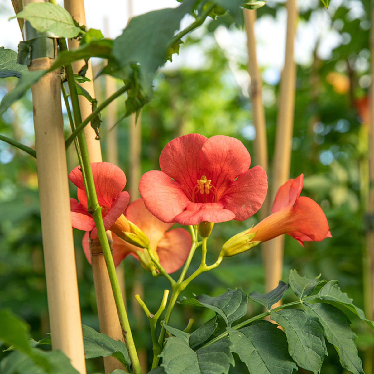 Klettertrompete 'Strombuli' (Campsis radicans 'Strombuli') - Rot - sommergrün - winterhart | Bild 1