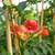 Klettertrompete 'Strombuli' (Campsis radicans 'Strombuli') - Rot - sommergrün - winterhart | Bild 1