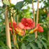 Klettertrompete 'Strombuli' (Campsis radicans 'Strombuli') - Rot - sommergrün - winterhart | Bild 1