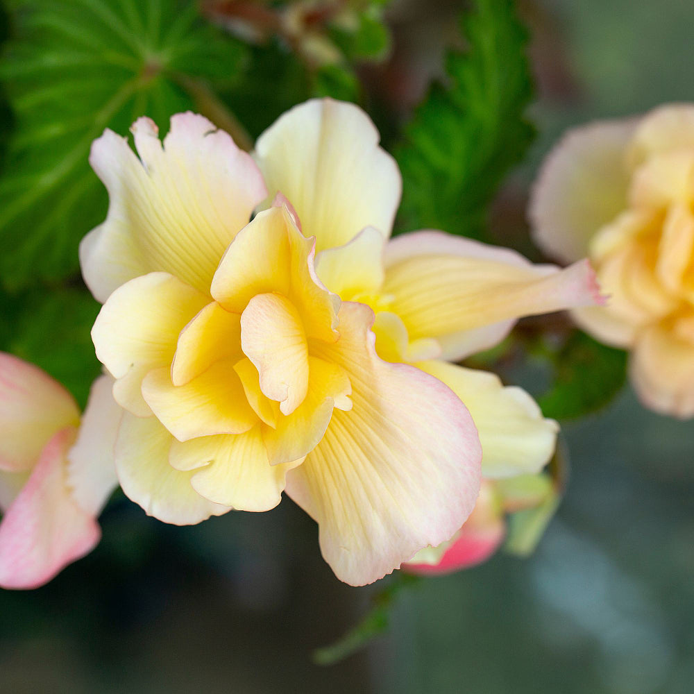 Knollenbegonien (Begonia thuberhybrida) - Gelb | Bild 1