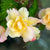Knollenbegonien (Begonia  thuberhybrida) - Gelb | Bild 1