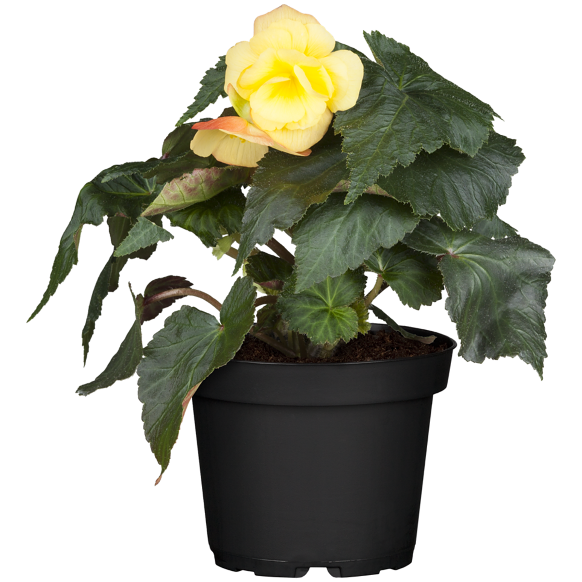 Knollenbegonien (Begonia thuberhybrida) - Gelb | Bild 2
