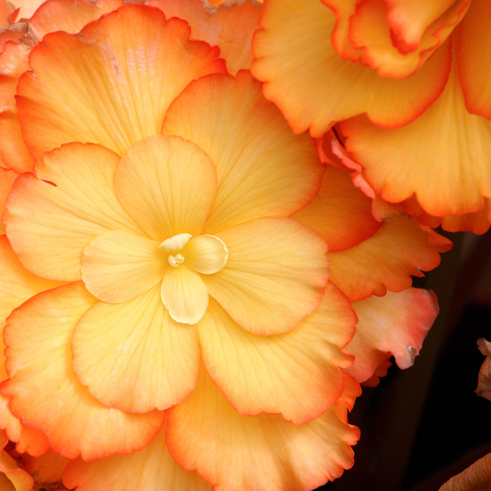 Knollenbegonien (Begonia thuberhybrida) - Orange | Bild 1
