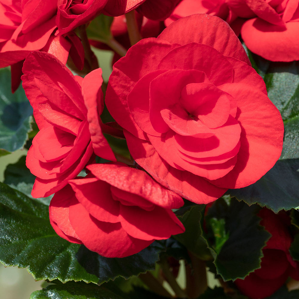 Knollenbegonien (Begonia thuberhybrida) - Rot | Bild 1