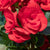 Knollenbegonien (Begonia  thuberhybrida) - Rot | Bild 1