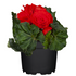 Knollenbegonien (Begonia  thuberhybrida) - Rot | Bild 2
