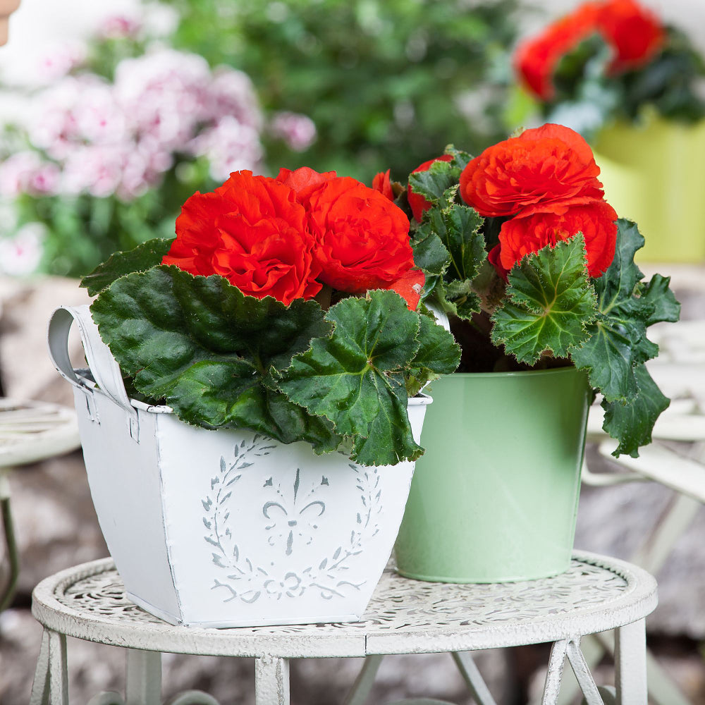 Knollenbegonien (Begonia thuberhybrida) - Rot | Bild 3