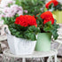 Knollenbegonien (Begonia  thuberhybrida) - Rot | Bild 3