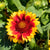 Kokardenblume (Gaillardia aristata) - Gelb - sommergrün - winterhart | Bild 1