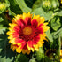 Kokardenblume (Gaillardia aristata) - Gelb - sommergrün - winterhart | Bild 1