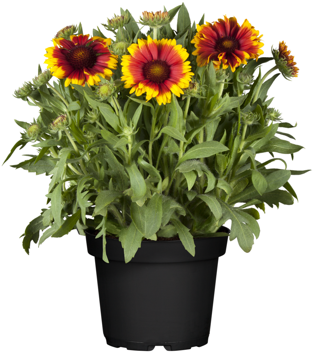 Kokardenblume (Gaillardia aristata) - Gelb - sommergrün - winterhart | Bild 2