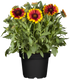 Kokardenblume (Gaillardia aristata) - Gelb - sommergrün - winterhart | Bild 2