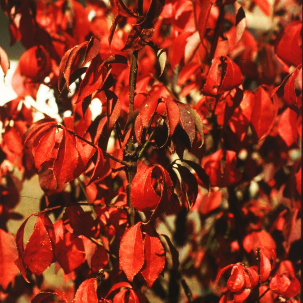 Korkflügelstrauch 'Chicago Fire' (Euonymus alatus 'Chicago Fire') - Grün - sommergrün - winterhart | Bild 1