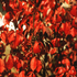 Korkflügelstrauch 'Chicago Fire' (Euonymus alatus 'Chicago Fire') - Grün - sommergrün - winterhart | Bild 1