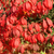 Korkflügelstrauch 'Fire Ball' (Euonymus alatus 'Fire Ball') - Grün - sommergrün - winterhart | Bild 1