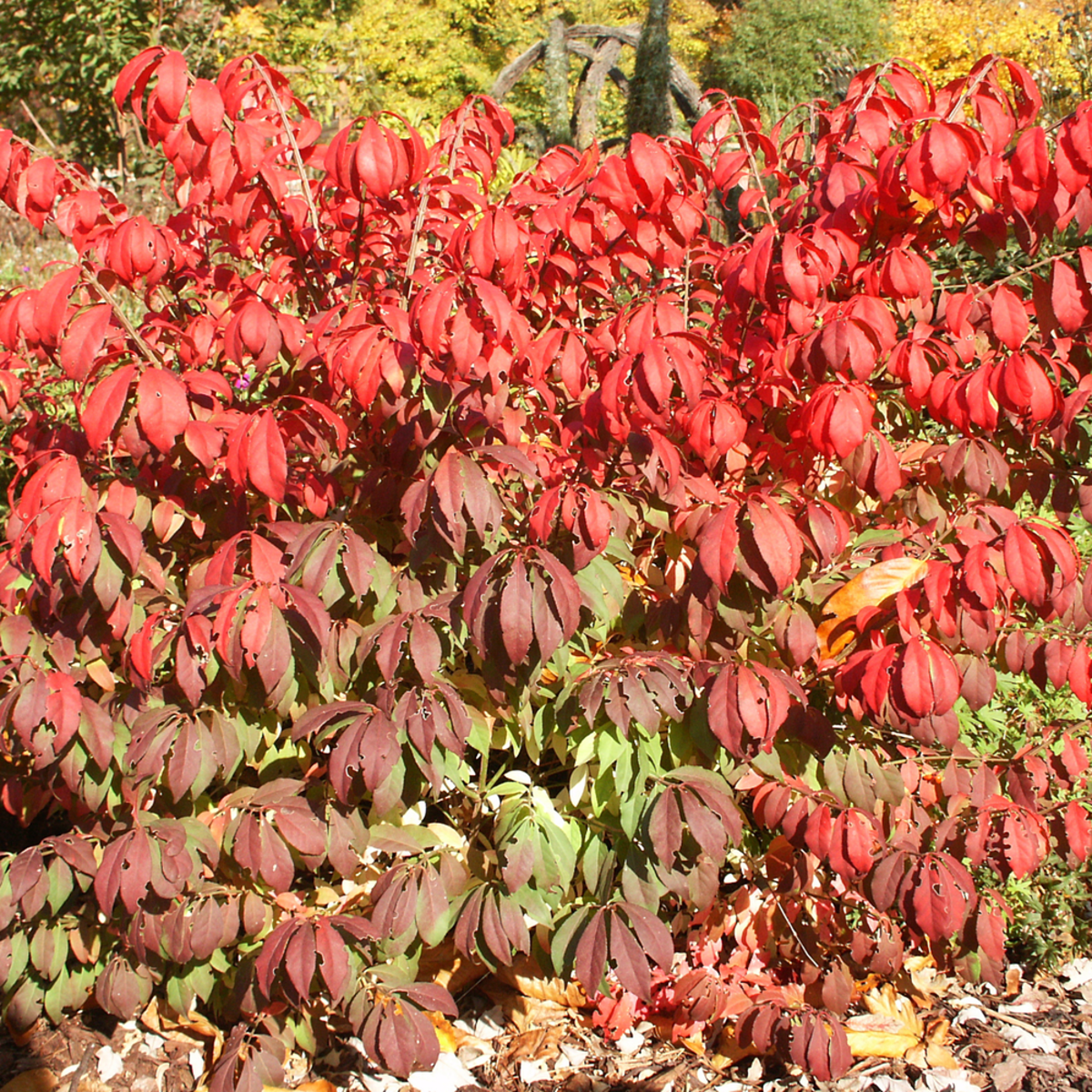 Korkflügelstrauch 'Fire Ball' (Euonymus alatus 'Fire Ball') - Grün - sommergrün - winterhart | Bild 2