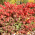 Korkflügelstrauch 'Fire Ball' (Euonymus alatus 'Fire Ball') - Grün - sommergrün - winterhart | Bild 2