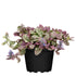 Kriechender Günsel (Ajuga reptans) - Bunt - winterhart | Bild 1