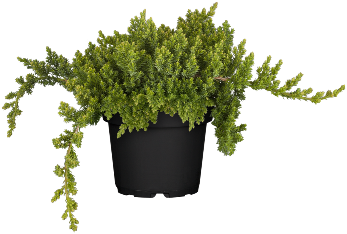 Kriechwachholder 'Nana' (Juniperus procumbens 'Nana') - Grün - winterhart | Bild 1