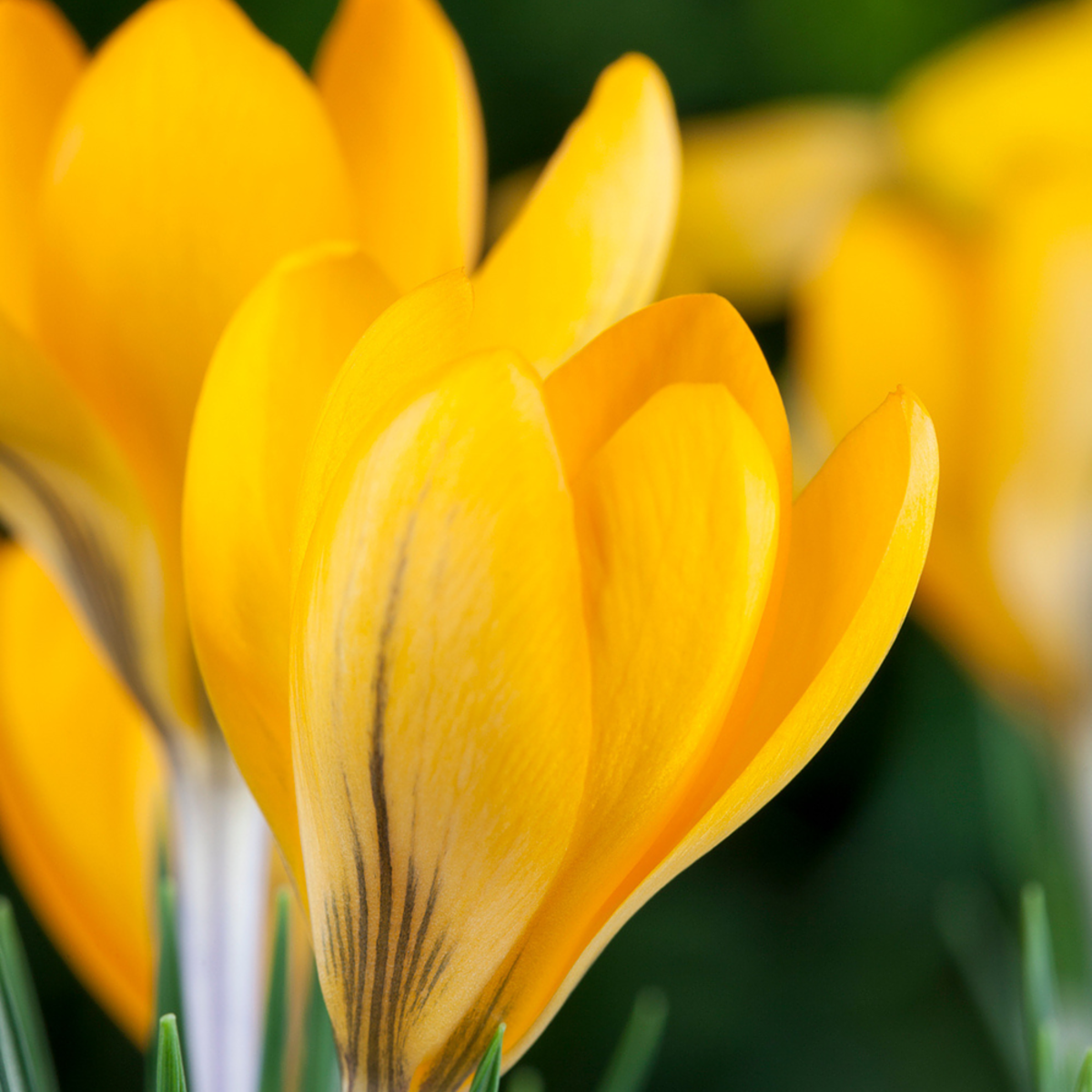 Krokus (Crocus Hybriden) - Gelb - winterhart | Bild 1