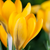 Krokus (Crocus Hybriden) - Gelb - winterhart | Bild 1