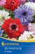 Kronen-Anemone 'St. Brigid Mischung', 20 Zwiebeln - Bunt - winterhart | Bild 1