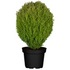 Kuschel-Lebensbaum 'Teddy' (Thuja occidentalis 'Teddy') - Grün - winterhart | Bild 2