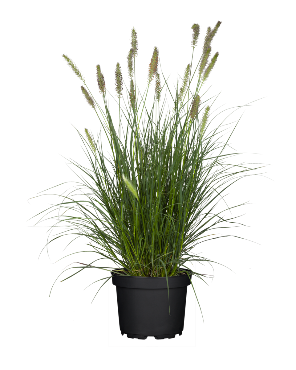 Lampenputzergras 'Hameln' (Pennisetum alop. 'Hameln') - Grün - sommergrün - winterhart | Bild 2