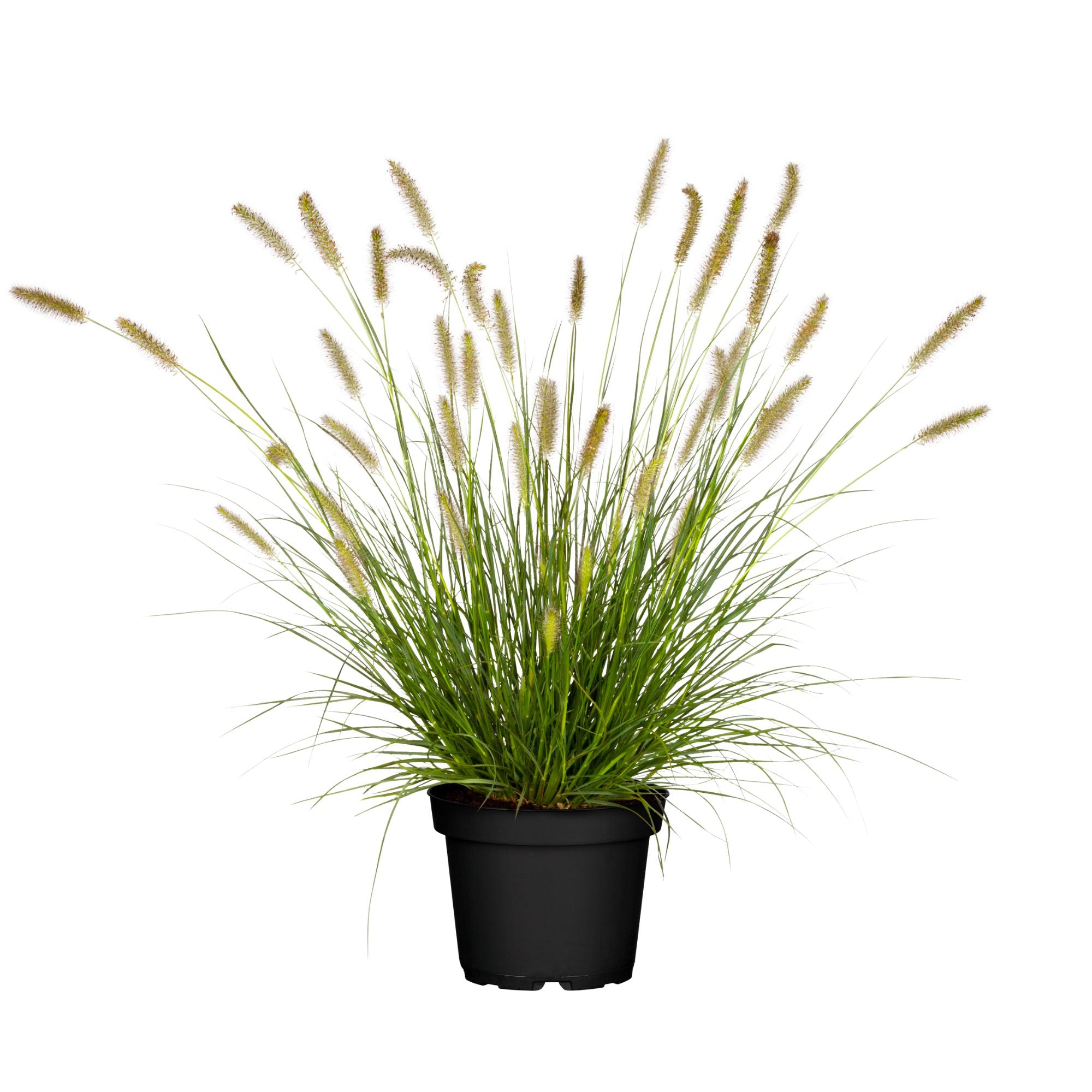 Lampenputzergras 'Hameln' (Pennisetum alop. 'Hameln') - Grün - sommergrün - winterhart | Bild 1