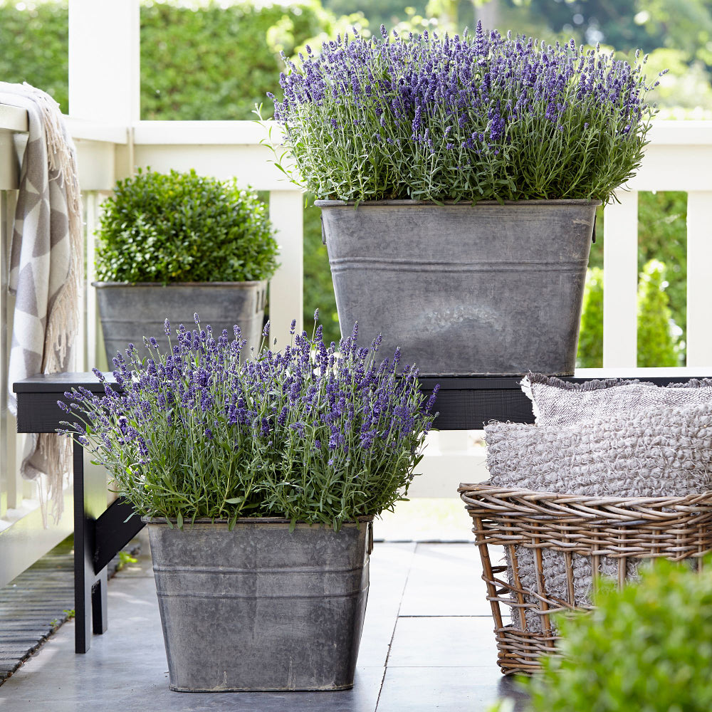 Lavendel 'Ardéche Blue®' (Lavandula angustifolia 'Ardéche Blue®') - Blau - immergrün - winterhart | Bild 2