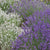 Lavendelgarten Blau & Weiß, 8 Pflanzen - Bunt - immergrün - winterhart | Bild 2
