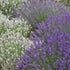 Lavendelgarten Blau & Weiß, 8 Pflanzen - Bunt - immergrün - winterhart | Bild 2