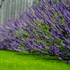 Lavendelhecke, 8 Pflanzen (Lavandula angustifolia) - Blau - immergrün - winterhart | Bild 1