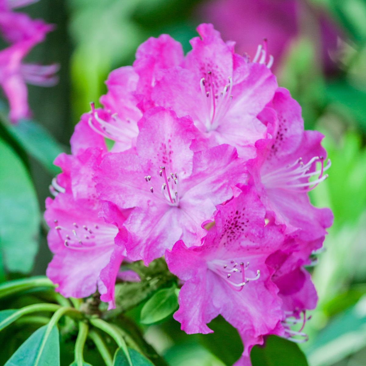 Lavendelheide 'P.J.Mezitt' (Rhododendron carolin 'P.J.Mezitt') - Rosa - immergrün - winterhart | Bild 1