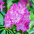 Lavendelheide 'P.J.Mezitt' (Rhododendron carolin 'P.J.Mezitt') - Rosa - immergrün - winterhart | Bild 1