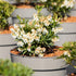 Lavendelheide 'Prelude' (Pieris japonica 'Prelude') - Weiß - immergrün - winterhart - bienenfreundlich | Bild 2